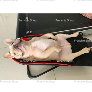 Portable Rocking Chair for French Bulldog