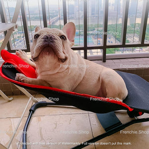 Portable Rocking Chair for French Bulldog